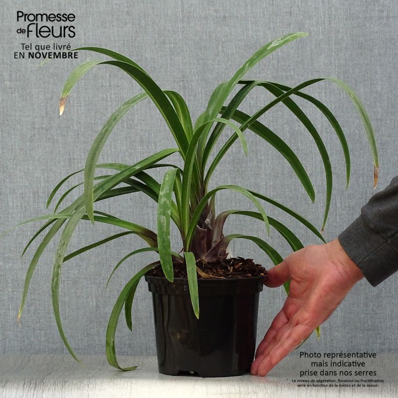 Exemplaar van Agapanthus Windsor Grey - Afrikaanse lelie Pot van 2 l/3 l zoals geleverd in de herfst