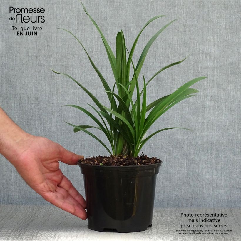 Exemplaar van Agapanthus Windsor Grey - Afrikaanse lelie Pot van 2 l/3 l zoals geleverd in de zomer