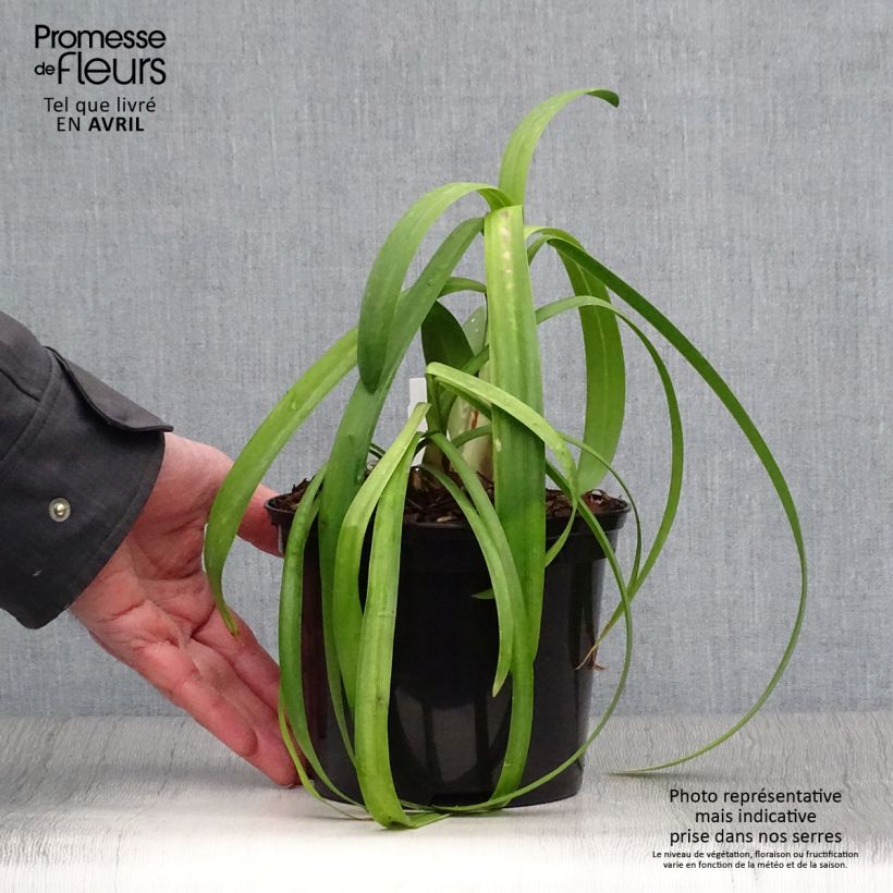 Exemplaar van Agapanthus Windsor Grey - Afrikaanse lelie Pot van 2 l/3 l zoals geleverd in de lente