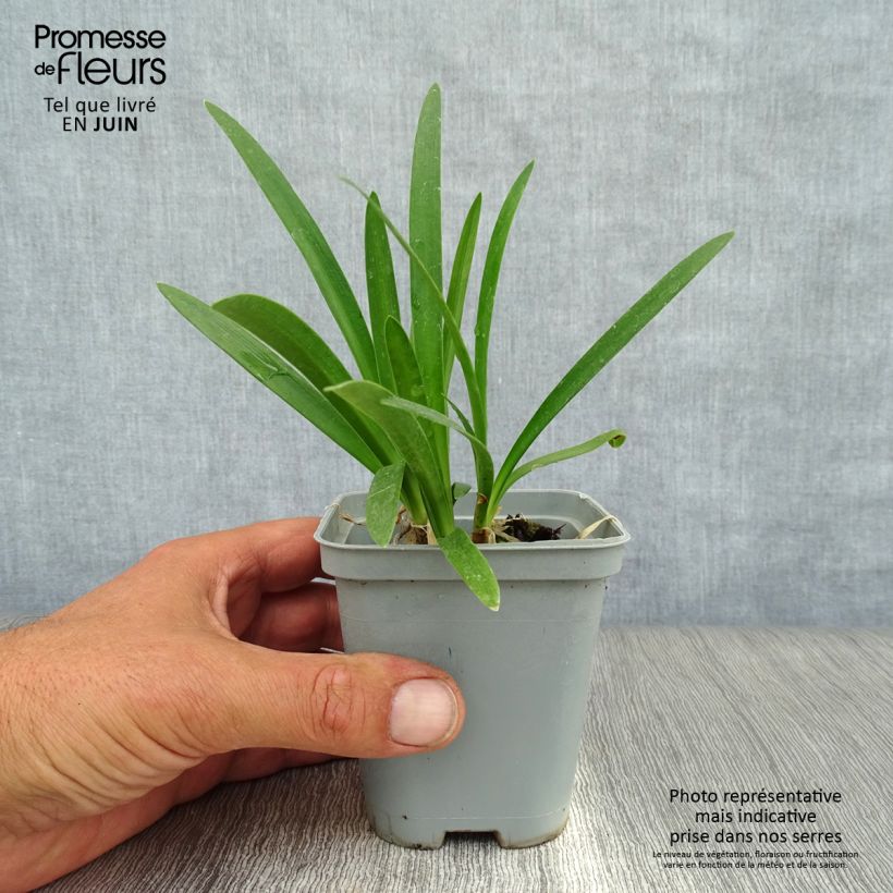 Exemplaar van Agapanthus africanus (umbellatus) Albus - Afrikaanse lelie Kweekpotje van 7/8 cm zoals geleverd in de zomer