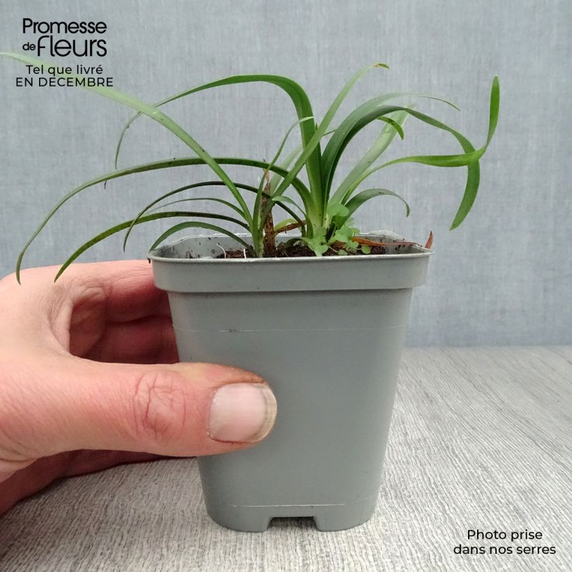 Example of Agapanthe africanus (umbellatus) Albus Kweekpotje van 7/8 cm as you get in hiver