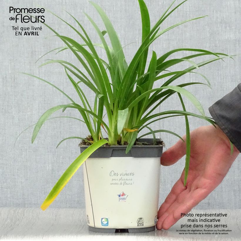 Exemplaar van Agapanthus africanus (umbellatus) Albus - Afrikaanse lelie Pot van 2 l/3 l zoals geleverd in de lente