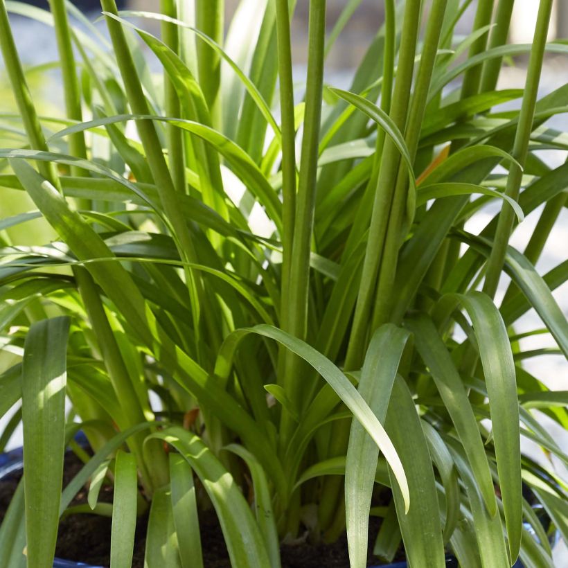 Agapanthus Blue Thunder - Afrikaanse lelie (Foliage)