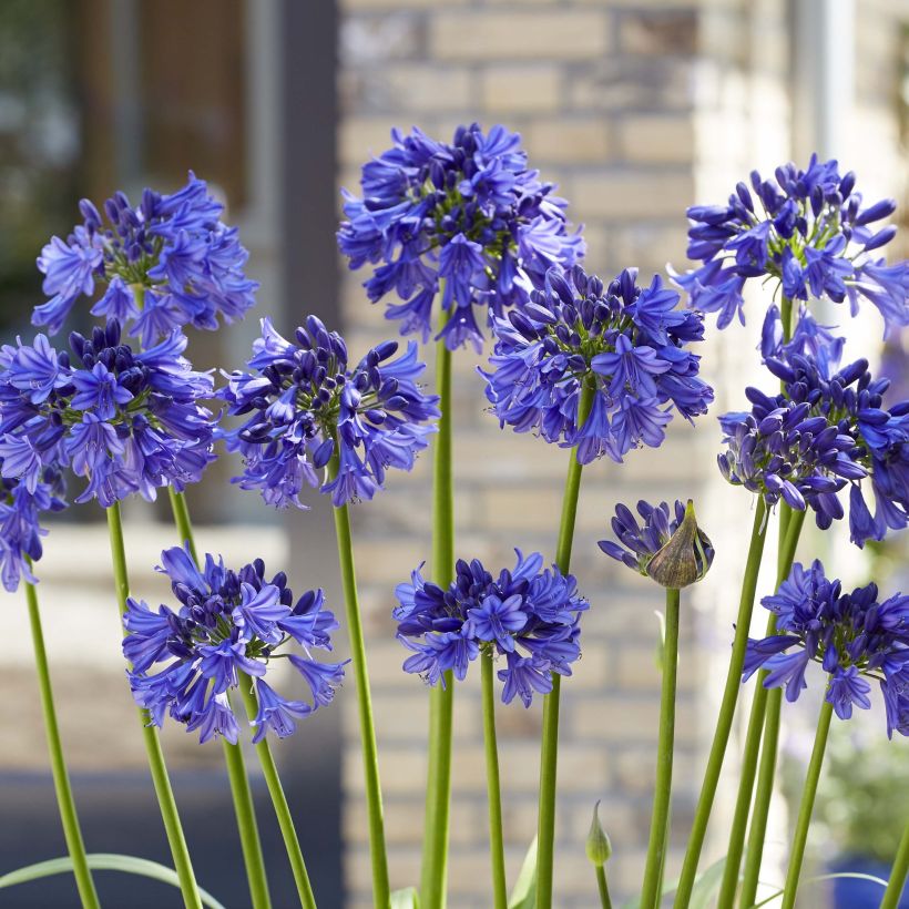 Agapanthus Blue Thunder - Afrikaanse lelie (Flowering)