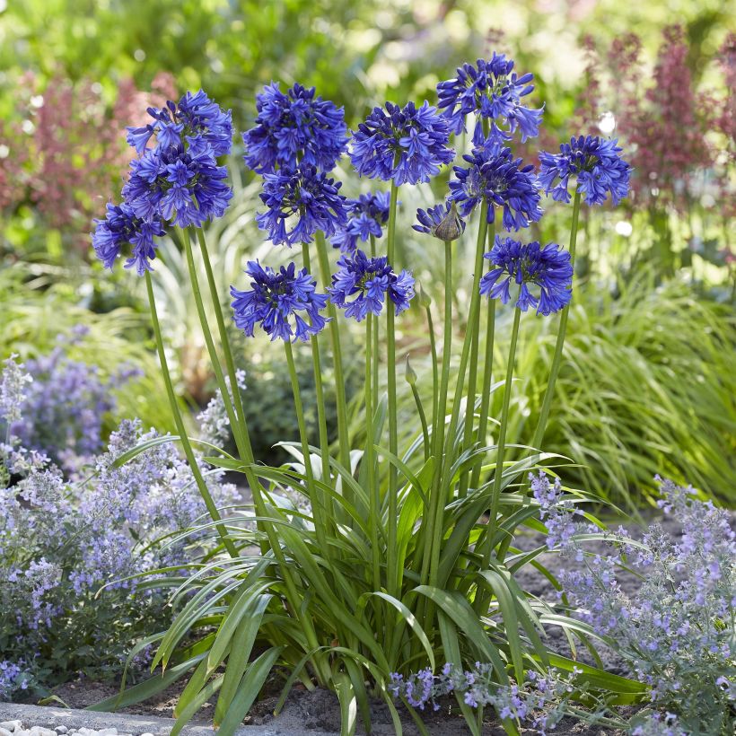 Agapanthus Blue Thunder - Afrikaanse lelie (Plant habit)