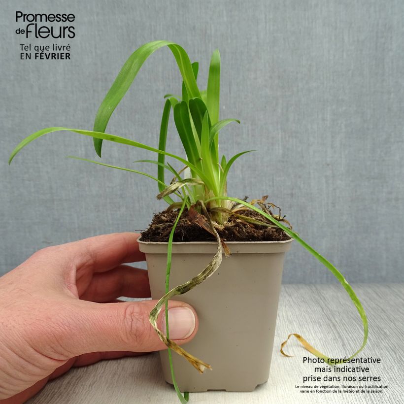 Example of Agapanthe hybride Blue Thunder Kweekpotje van 8/9 cm as you get in hiver