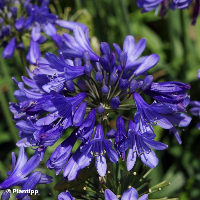Agapanthus  Ever Sapphire - Afrikaanse lelie (Flowering)