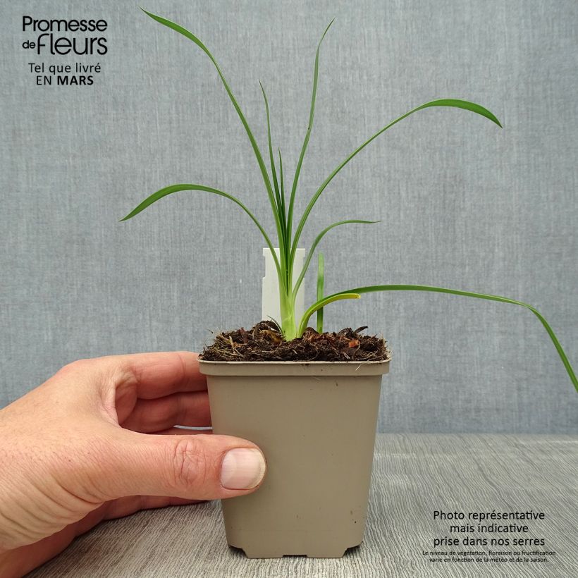 Exemplaar van Agapanthus  Ever Sapphire - Afrikaanse lelie Kweekpotje van 8/9 cm zoals geleverd in de lente