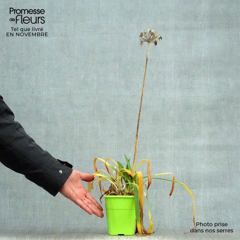 Exemplaar van Agapanthus  Ever Sapphire - Afrikaanse lelie Pot van 1,5 l/2 l zoals geleverd in de herfst