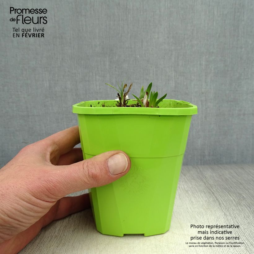 Example of Agapanthe hybride Ever Sapphire Pot van 1,5 l/2 l as you get in hiver