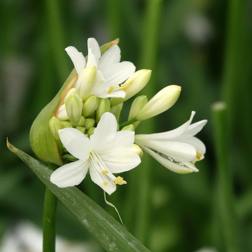 Agapanthus  Ever White - Afrikaanse lelie (Bloei)