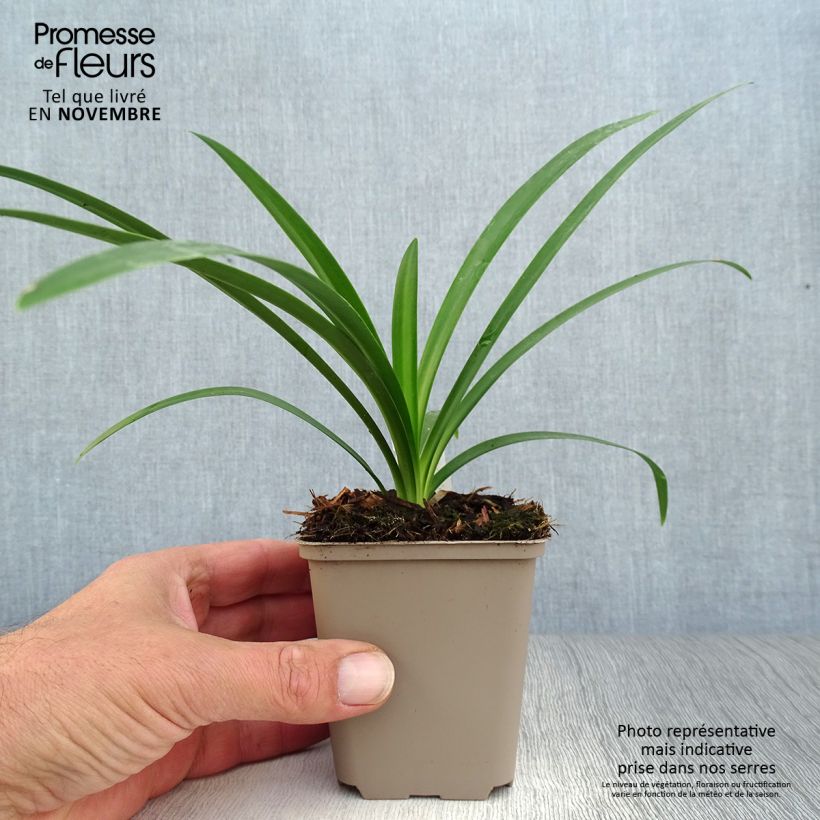Exemplaar van Agapanthus  Ever White - Afrikaanse lelie Kweekpotje van 8/9 cm zoals geleverd in de herfst