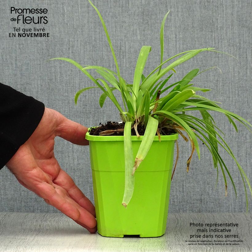 Exemplaar van Agapanthus  Ever White - Afrikaanse lelie Pot van 1 l/1,5 l zoals geleverd in de herfst