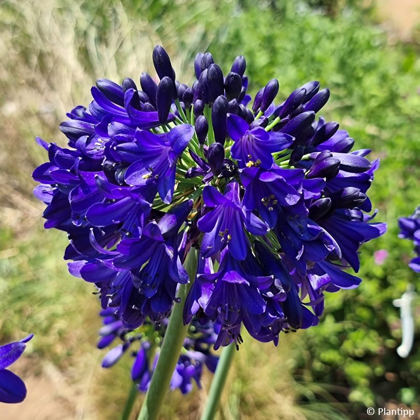 Agapanthus Midnight Sky - Afrikaanse lelie (Bloei)