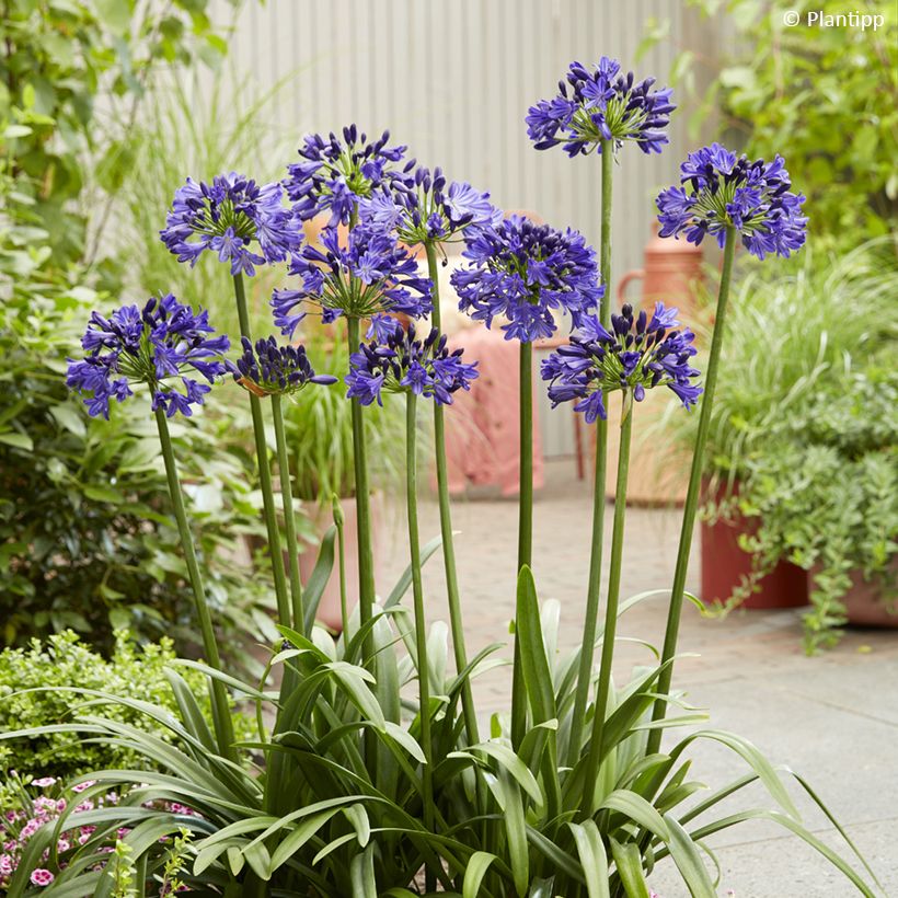 Agapanthus Midnight Sky - Afrikaanse lelie (Groeiplaats)