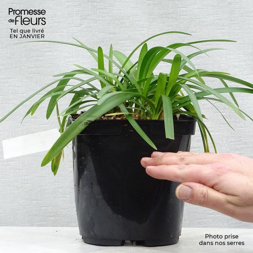Example of Agapanthe hybride Fireworks Pot van 2 l/3 l as you get in hiver