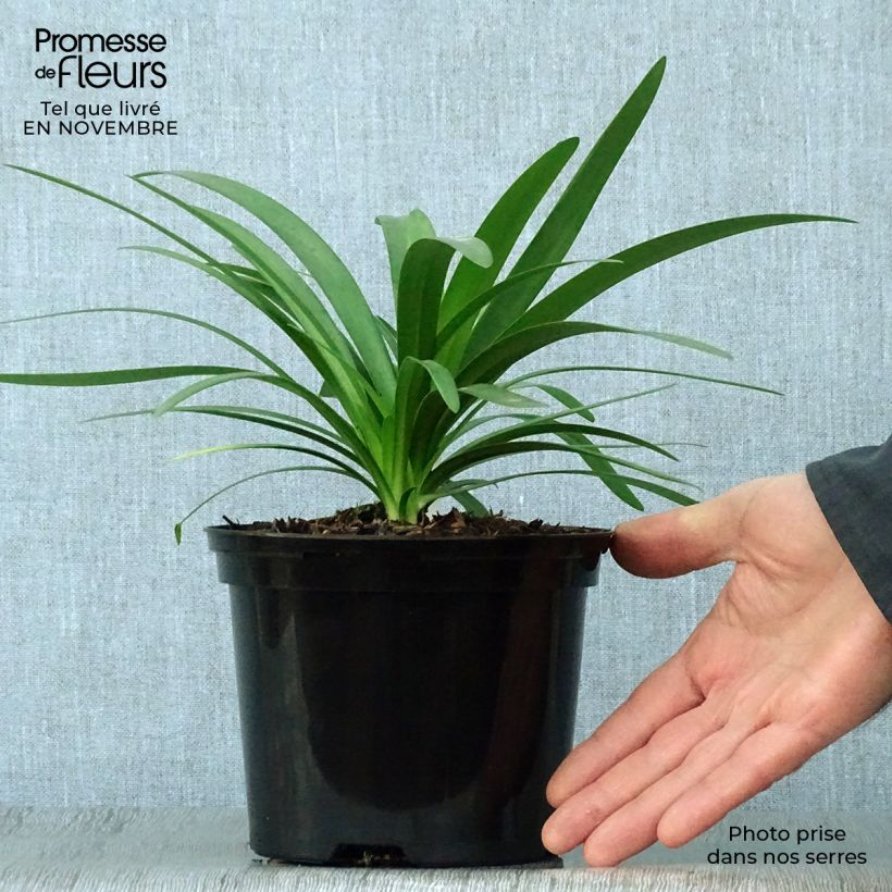 Exemplaar van Agapanthus  Fireworks - Afrikaanse lelie Pot van 2 l/3 l zoals geleverd in de herfst
