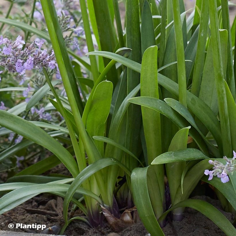 Agapanthus  Poppin' Purple - Afrikaanse lelie (Foliage)