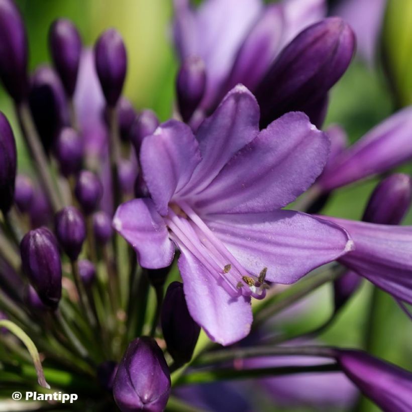 Agapanthus  Poppin' Purple - Afrikaanse lelie (Flowering)