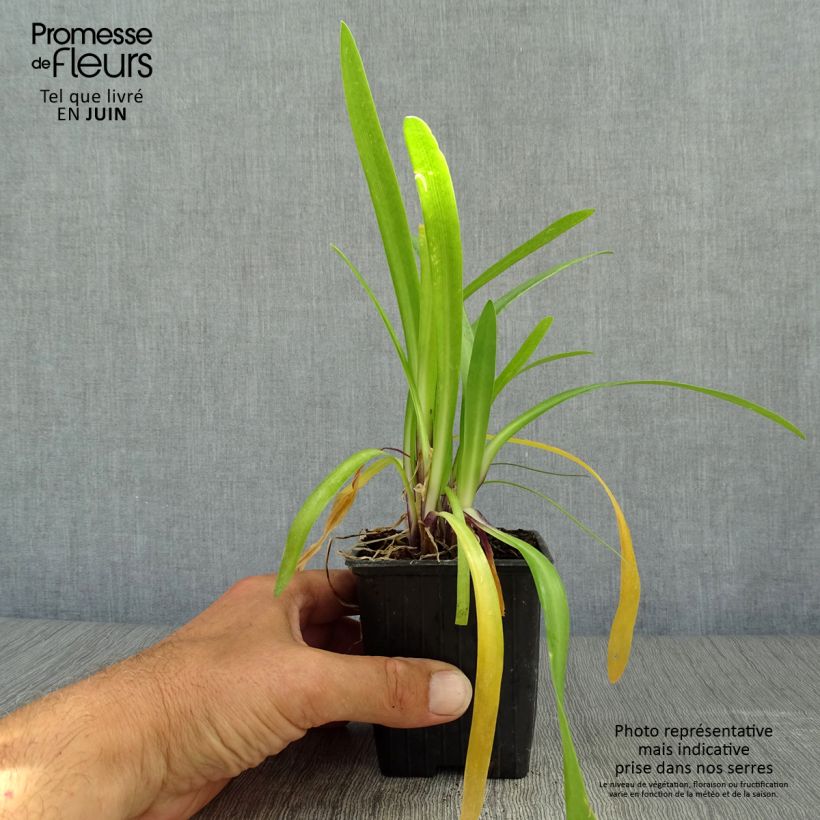 Exemplaar van Agapanthus  Poppin' Purple - Afrikaanse lelie Kweekpotje van 8/9 cm zoals geleverd in de zomer