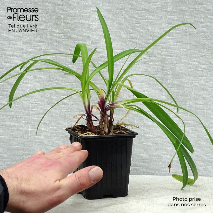 Example of Agapanthe hybride Poppin' Purple Kweekpotje van 8/9 cm as you get in hiver