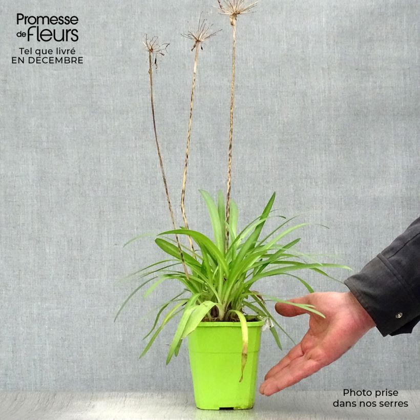 Example of Agapanthe hybride Poppin' Purple Pot van 1,5 l/2 l as you get in hiver