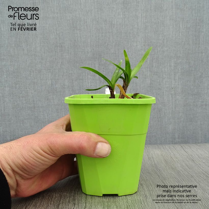 Example of Agapanthus  Star Poppin’ Star  - Afrikaanse lelie Pot van 3 l/4 l as you get in hiver