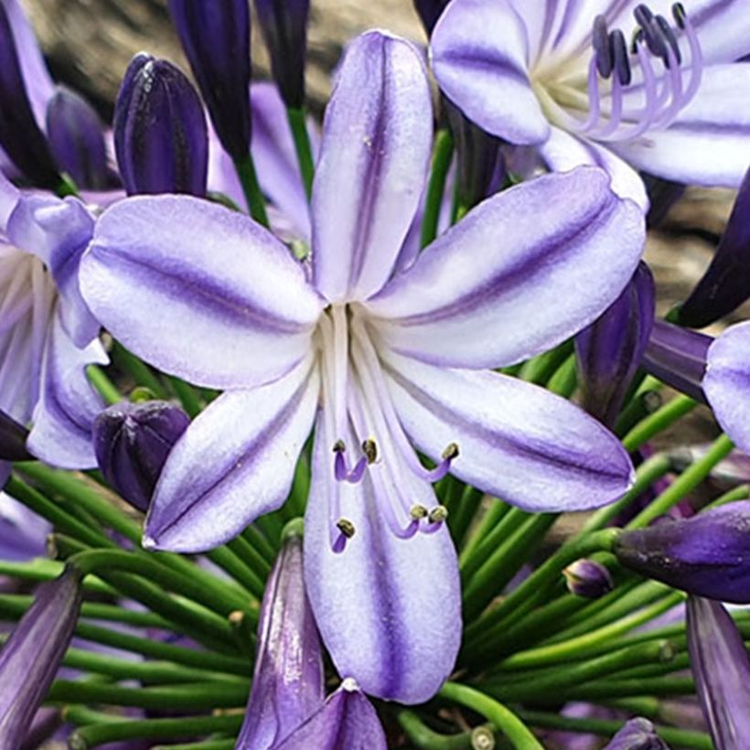 Agapanthus  Star Poppin’ Star  - Afrikaanse lelie (Flowering)