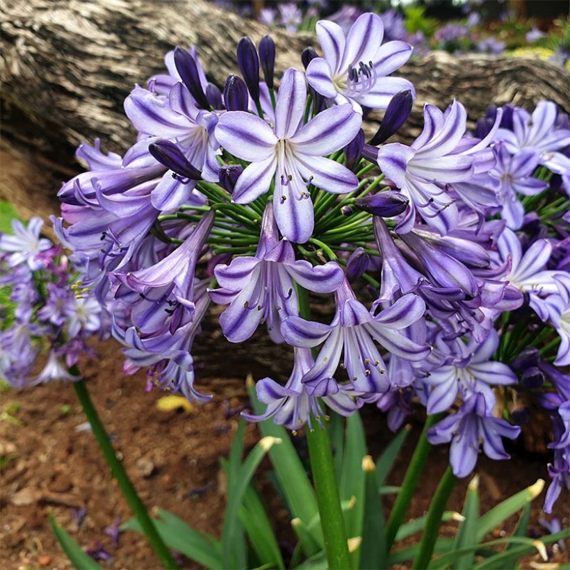 Agapanthus  Star Poppin’ Star  - Afrikaanse lelie (Plant habit)
