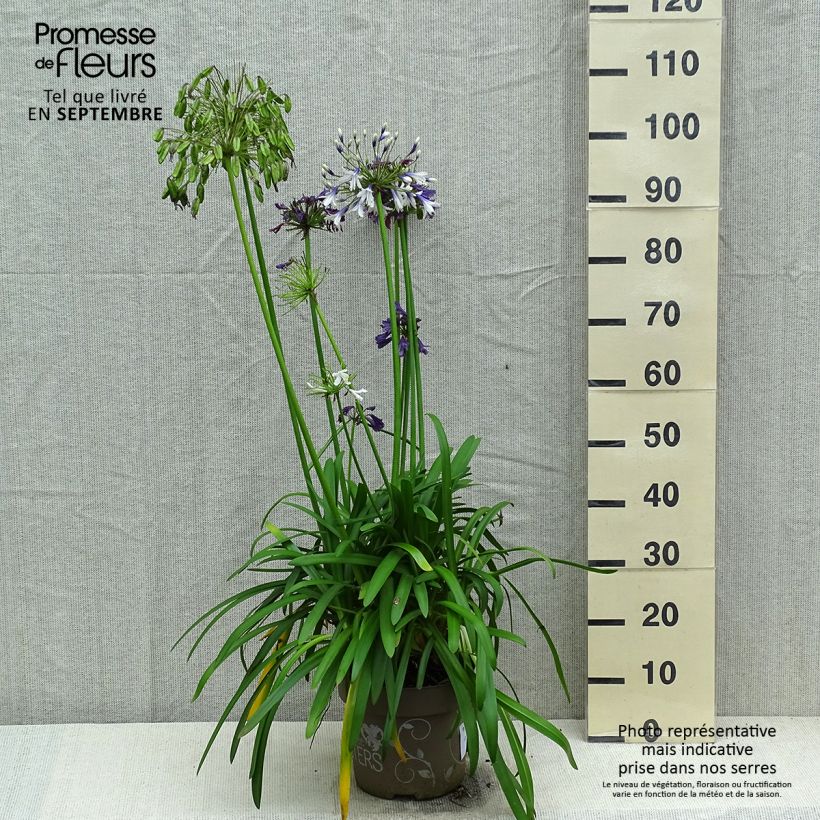 Exemplaar van Agapanthus  Three Sisters - Afrikaanse lelie Pot van 6 l/7 l zoals geleverd in de herfst