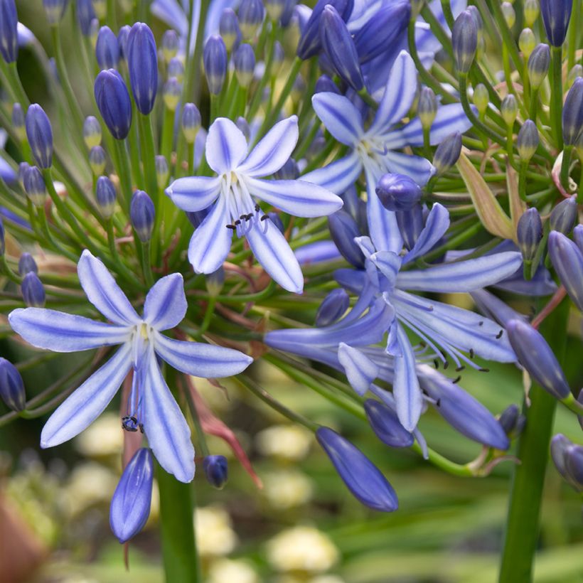 Agapanthus Vallée de l'Authion - Afrikaanse lelie (Flowering)