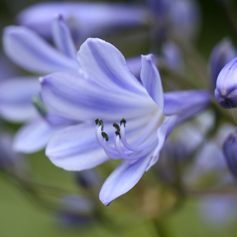 Agapanthus Vallée de la Romanche - Afrikaanse lelie (Bloei)