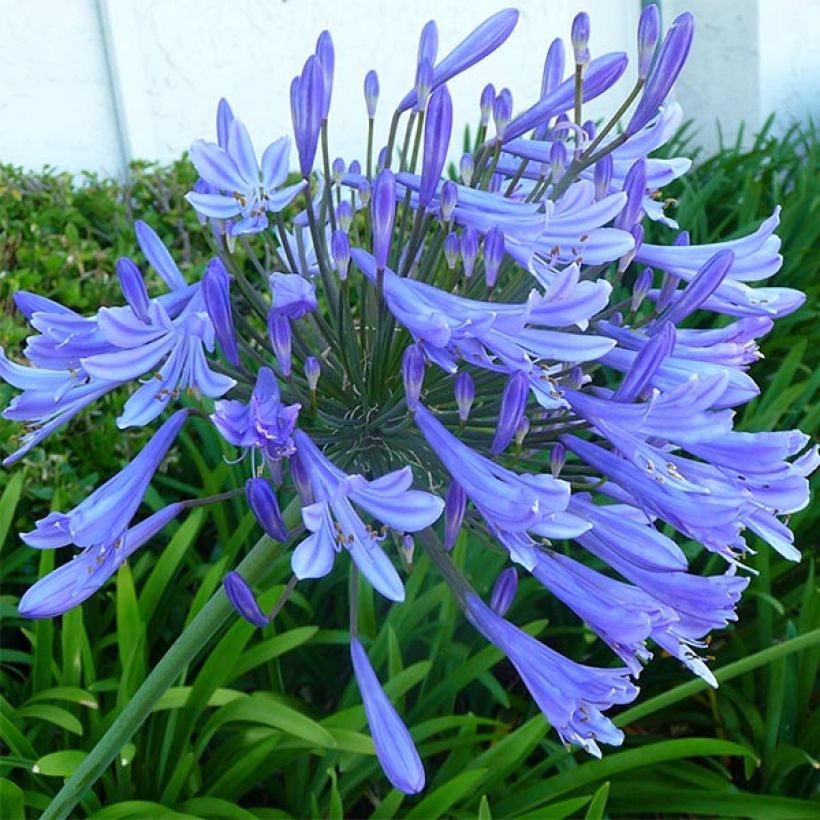 Agapanthus Blue Giant - Afrikaanse lelie (Flowering)