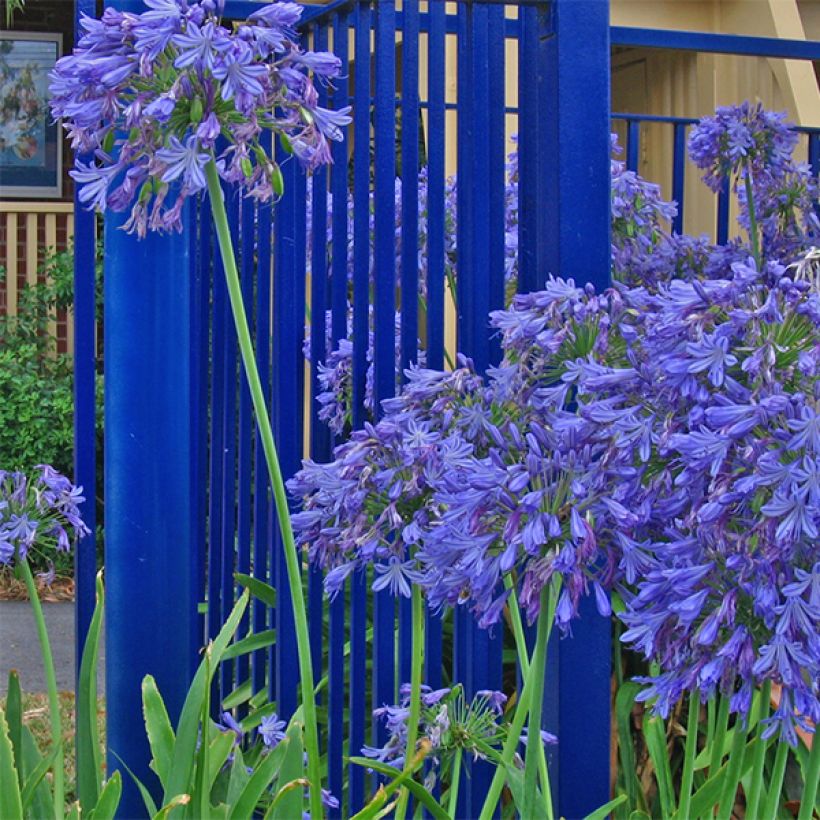 Agapanthus Donau - Afrikaanse lelie (Plant habit)
