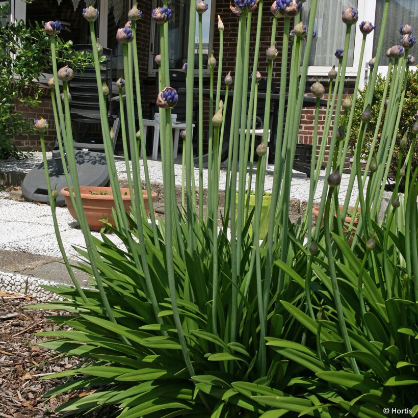 Agapanthus praecox Sofie - Afrikaanse lelie (Groeiplaats)