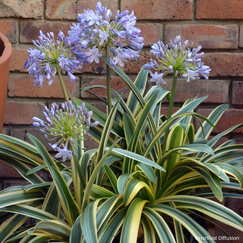Agapanthus praecox Zambezi - Afrikaanse lelie (Bloei)