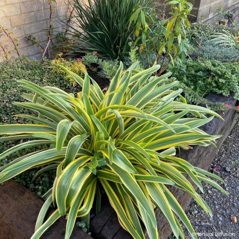 Agapanthus praecox Zambezi - Afrikaanse lelie (Groeiplaats)