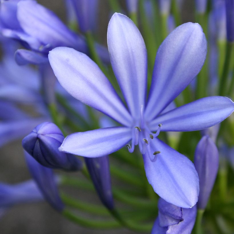Agapanthus umbellatus (africanus) - Afrikaanse lelie (Bloei)