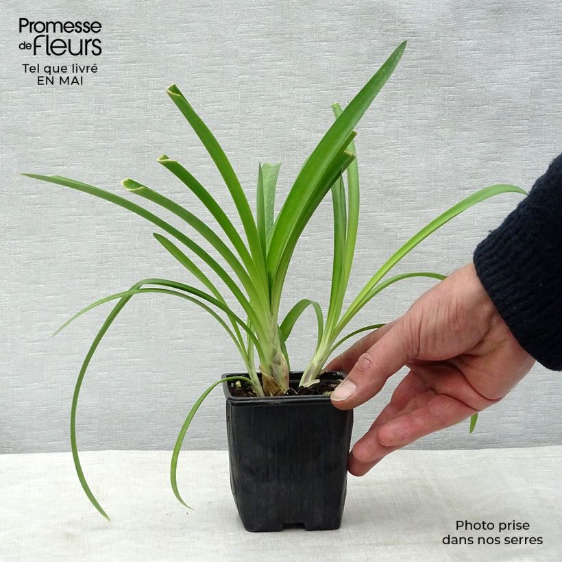 Exemplaar van Agapanthus umbellatus (africanus) - Afrikaanse lelie Kweekpotje van 7/8 cm zoals geleverd in de lente