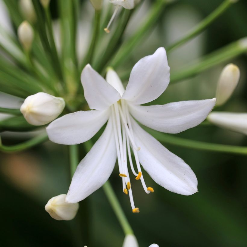 Agapanthus Arctic Star - Afrikaanse lelie (Bloei)