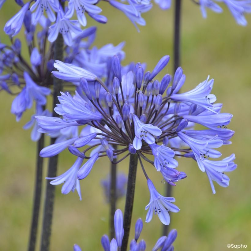 Agapanthus Graphite Blue - Afrikaanse lelie (Bloei)