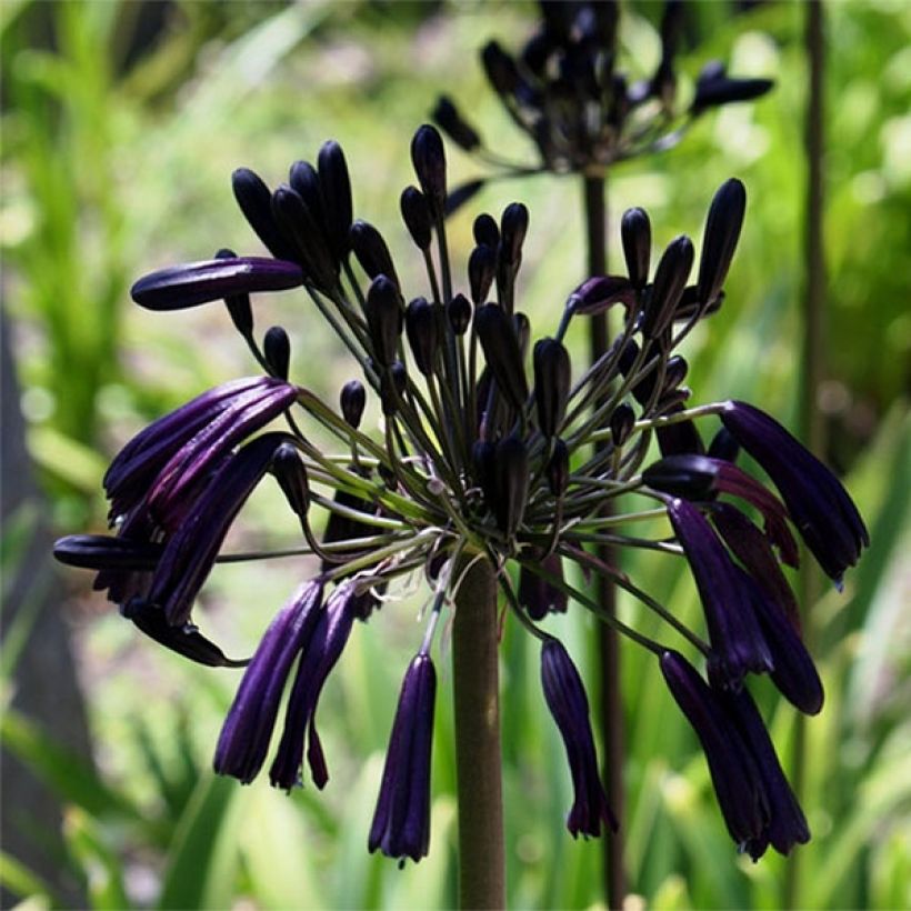 Agapanthus Black Magic - Afrikaanse lelie (Flowering)