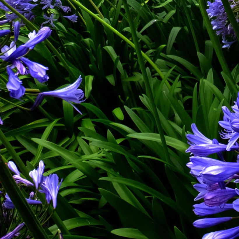 Agapanthus Blue Triumphator - Afrikaanse lelie (Foliage)