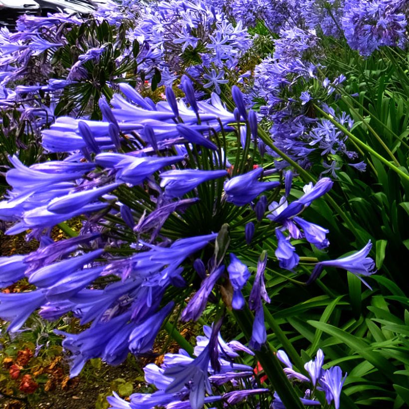 Agapanthus Blue Triumphator - Afrikaanse lelie (Flowering)