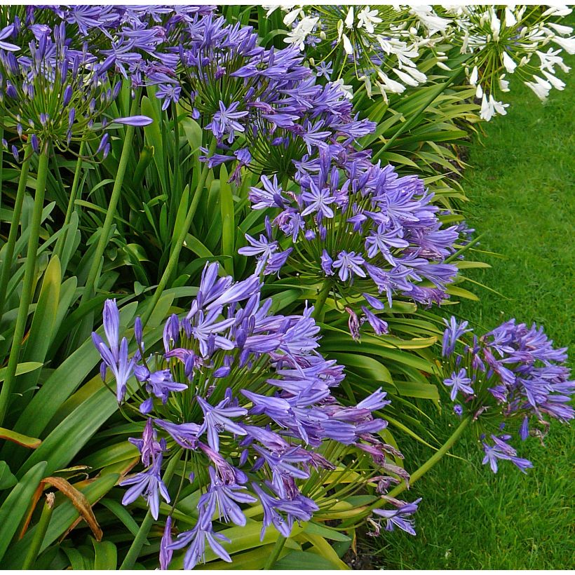 Agapanthus Blue Triumphator - Afrikaanse lelie (Plant habit)