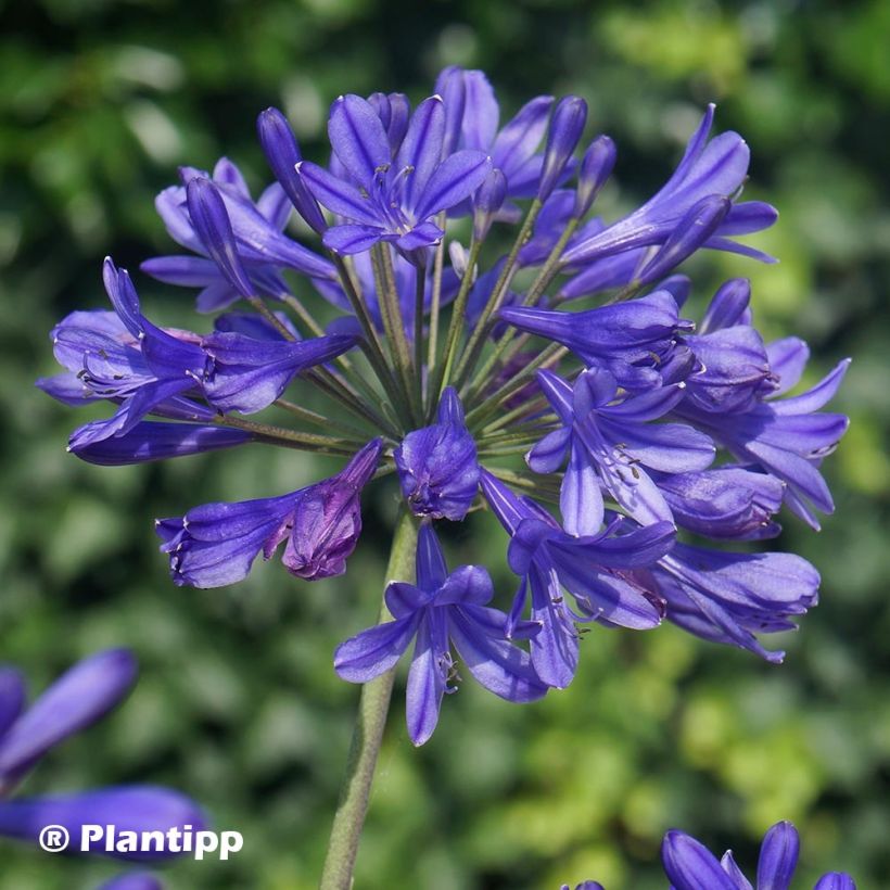 Agapanthus Brilliant Blue - Afrikaanse lelie (Flowering)