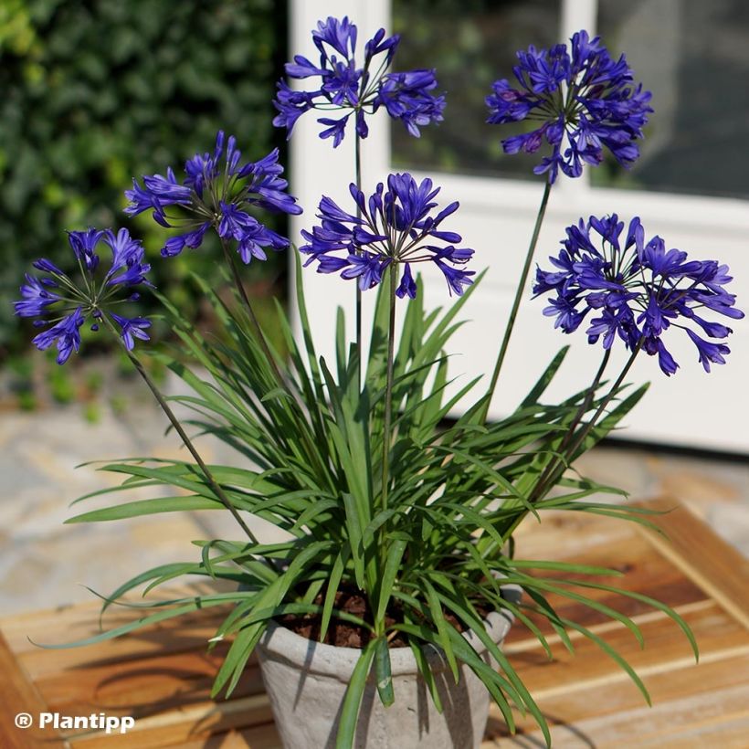 Agapanthus Brilliant Blue - Afrikaanse lelie (Plant habit)