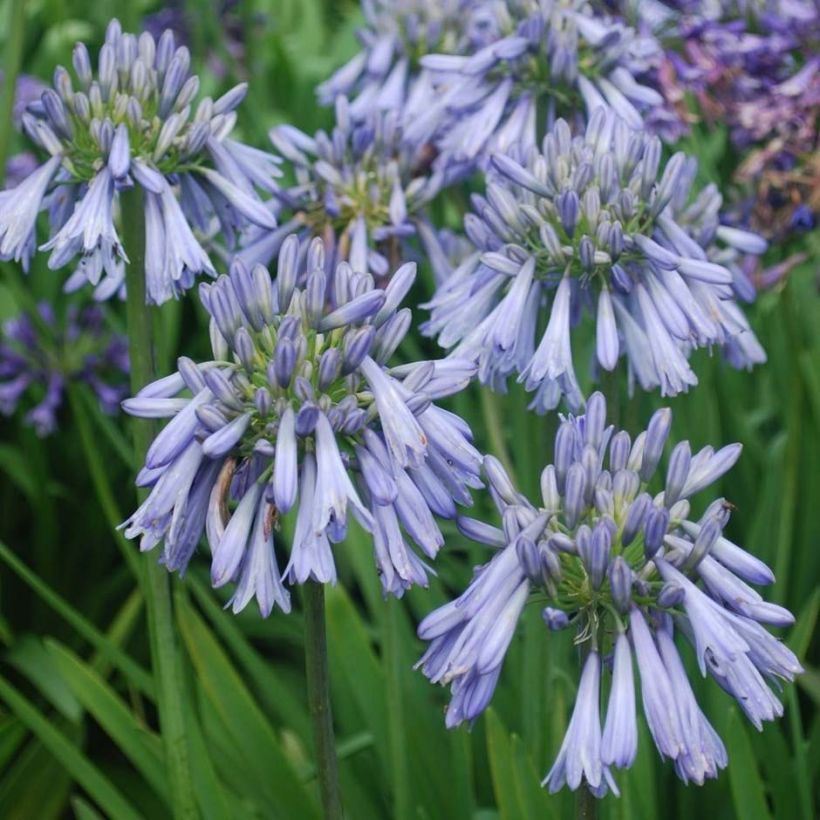 Agapanthus Celebration - Afrikaanse lelie (Bloei)