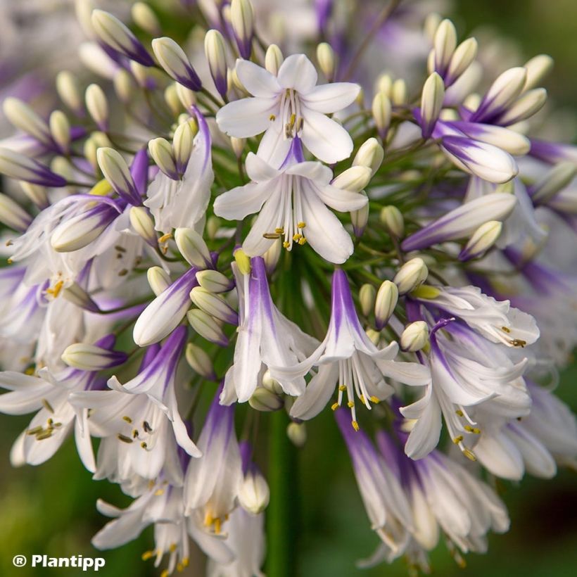 Agapanthus  Fireworks - Afrikaanse lelie (Flowering)