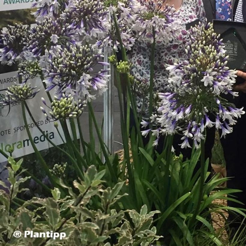Agapanthus  Fireworks - Afrikaanse lelie (Plant habit)
